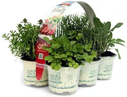 6 piante aromatiche (Barbecue) per cibi alla griglia, per realizzare il tuo orto e per profumare i tuoi ambienti