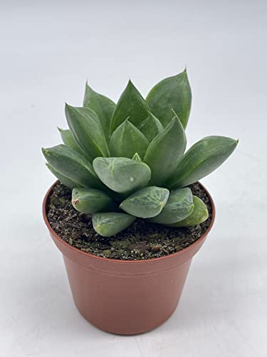Haworthia Cymbiformis, Cathedral Widow, Rare Haworthia, 3 Inch Pot, Well Rooted #TOP1