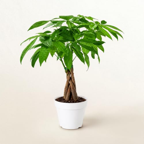 Image of Money Tree Live Indoor Plant | 14-22 Inches Tall Bonsai | Easy to Grow Houseplant | Home, Office, or Room Decor | Birthday, Housewarming Gift in 4 Inch Pot