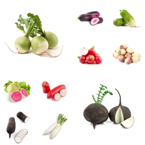 semillas de rábano orgánico - rábano - Comprar de invierno orgánicas en resistentes 2000pcs