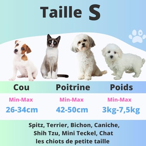 Harnais et Laisse pour Chien Chiot Chat. Harnai Réglable Original Arnet Anti Traction Coffret Cadeau pour Les Chiens de Petite Taille comme Bichon Léger Souple Solide (S, Orange) Poids Idéal 3-7,5kg - Image 6