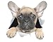 Winston & Bear 3D Dog Stickers - 2 Pack - Cute French Bulldog Sticker for Wall, Fridge, Toilet and More - Retail Packaged