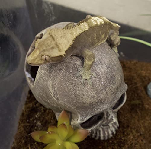 Image of Komodo Human Skull Half