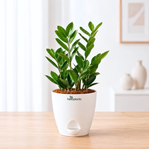 Image of Zamia Green ZZ Plant Zamioculcas Zamiifolia Indoor Live Plant Air-Purifying Decor for Office and Home in a 4-Inch Self-Watering Matte White Pot