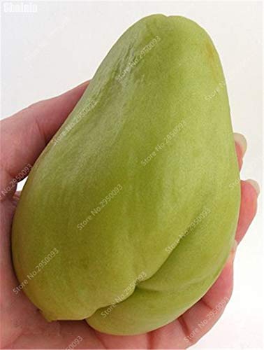 ASTONISH SEEDS: 20 PC/bolso exóticas Semillas chayote Planta vegetal de la fruta jugosa en maceta de Bonsai calabaza raro para la decoración del jardín