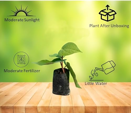 Image of Calcutta Paan Live Plant (Aromatic Betel Leaf) - Premium Variety from West Bengal | Ayurvedic & Sacred Climber | Organic, Easy Grow Indoors /Outdoors | Chewing & Puja Use (PAAN PLANT)