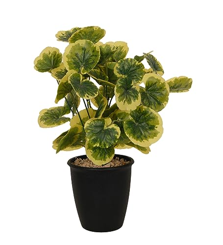 Image of Foliyaj Artificial Poliscias Plant with Black Pot |Plants for Home Decor| Indoor Plants for Living Room