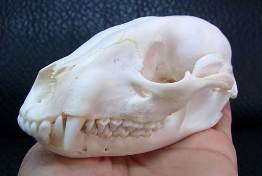 Amazon.co.jp: 15,400円 ヨーロッパアライグマ（ラクーン） 頭骨 標本