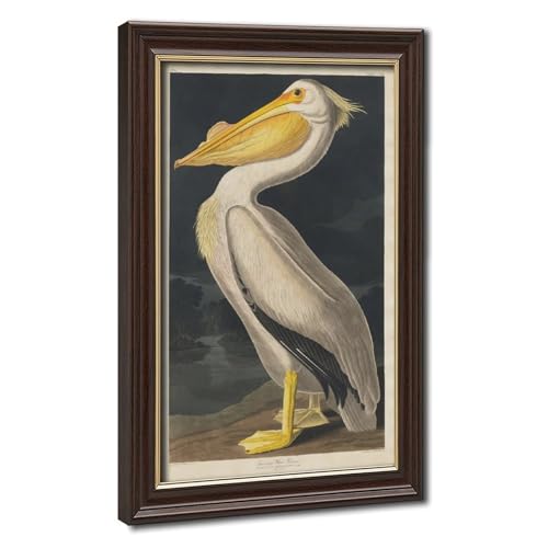 Poster pélican blanc américain Audubon : toile canvas haut de gamme et cadre en bois