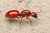 Live Queen Ant with Workers, Food | Chestnut Ants | for Home or Classroom | for Kids and Adults