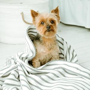   earthbath-Mango-Tango-3-in-1-Dog-Puppy-Deodorizing-Spritz-Dog-Odor-Eliminator-for-Strong-Odor-Cruelty-Free-Dog-Cologne-Dog-Wash-Spray-Made-in-USA-Dog-Bathing-Supplies-8-Oz-2-Pack