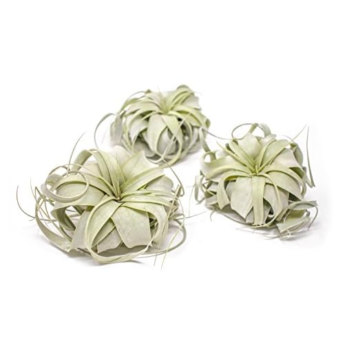 Best garden stores fairfield county ct Xerographica Air Plant Set