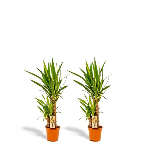 Hello Plants - Conjunto de 2 Set de plantas de interiores tropicales - Yucca 90cm alto, 17Ø + Yucca 90cm alto, Ø - Plantas de interior fáciles - Tropical - Planta de limpieza Cover