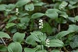Maianthemum bifolium 9x9 cm Topf – Winterhart,...