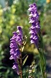 Seeds Baikal Skullcap (Scutellaria Baicalensis) Semi Huang Qin