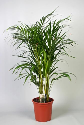 Dypsis Lutescens (Areca) - 90-100cm - Ø21cm - Pianta d'appartamento - Sempreverde