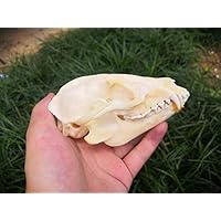 オブジェ置物頭蓋骨骨イヌジャッカルキツネ系統