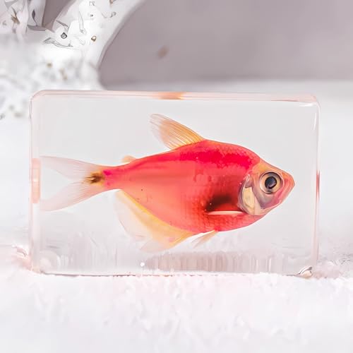Image of Taxidermy Fish 7pcs, Real Sea Oceans Animals Fish Specimens in Resin Preserved, Clear for Closer-Look & Study, Science Educational Classroom Specimen for Home Office Ornament Gift (1.8x1.2x0.7-inch)