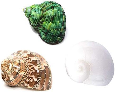 Hermit Crab Shells Turbo Shells 3PC Natural Medium to Small Hermit Crab Shells 1