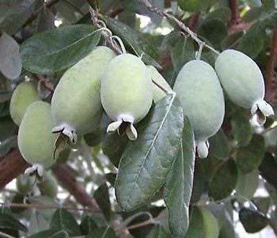 SRUSHTI TRADERS Rare PINEAPPLE GUAVA plant seeds (B088ZXZGX5) Amazon Price History, Amazon Price Tracker