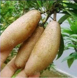 WinWood Thai Sapodilla/Sapota/Chikoo/Chico Grafted Live Plant