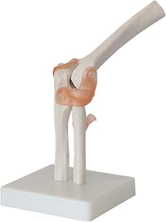 Study Model Elbow Joint Model Medical Anatomical Elbow Joint Model Can Be Stretched， Bent and Rotated Bone with Bands Human Anatomy Science Models 17X14.5X24cmuseful SaiFei