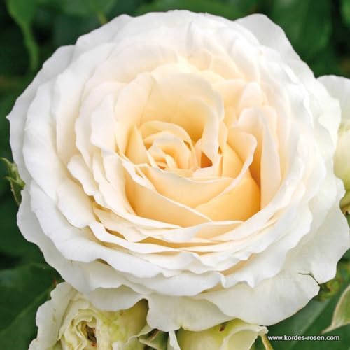 2 x Rosier - Rosa 'Kosmos' pot 25-30 cm - La perfection des Rosiers Kordes en blanc crème