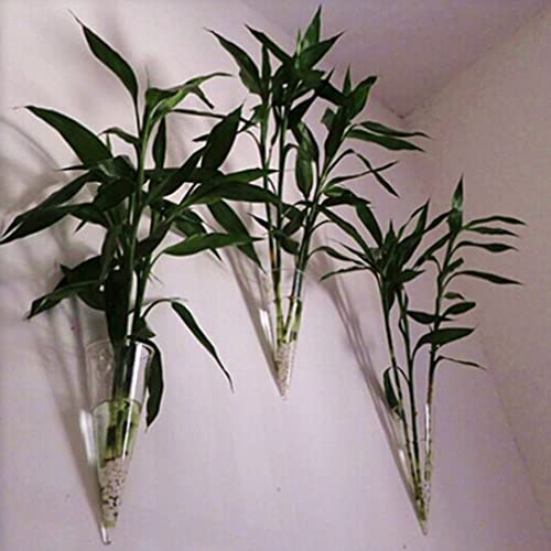 Healeved 1Pc Wall Hanging Planter Glass Circular Cone Vase Clear Glass Vase Propagation Station For Plant Flower Home Decor #TOP4
