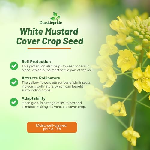 Outsidepride White Mustard Seeds for Planting - 5 lb Annual Cover Crop Seeds w/Deep Root System, High Protein Forage, Ideal for Soil Fertility, Crop Rotations, & Livestock Nutrition - Image 3