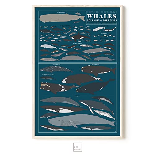 Pop Chart | Visual Compendium Of Whales, Dolphins, And Porpoises | Large 24" X 36" Art Poster | Nature & Sea Wall Decor | 100% Made In Usa #TOP4