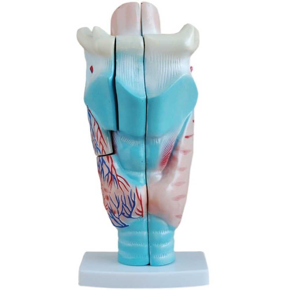 Larynx détachable transparent AMITD lot de 2 pour cours anatomie