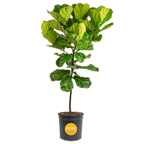 Costa Farms Fiddle Leaf Fig Tree Live Plant in Plastic