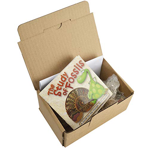 Mega Fossil Sorting Kit with Study of Fossils Booklet & Activity Wordsearch - 100's of Real Fossils By Fossil Gift Shop