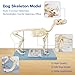 Life Size Canine Skeleton Bone Model, Standard Size 19.3