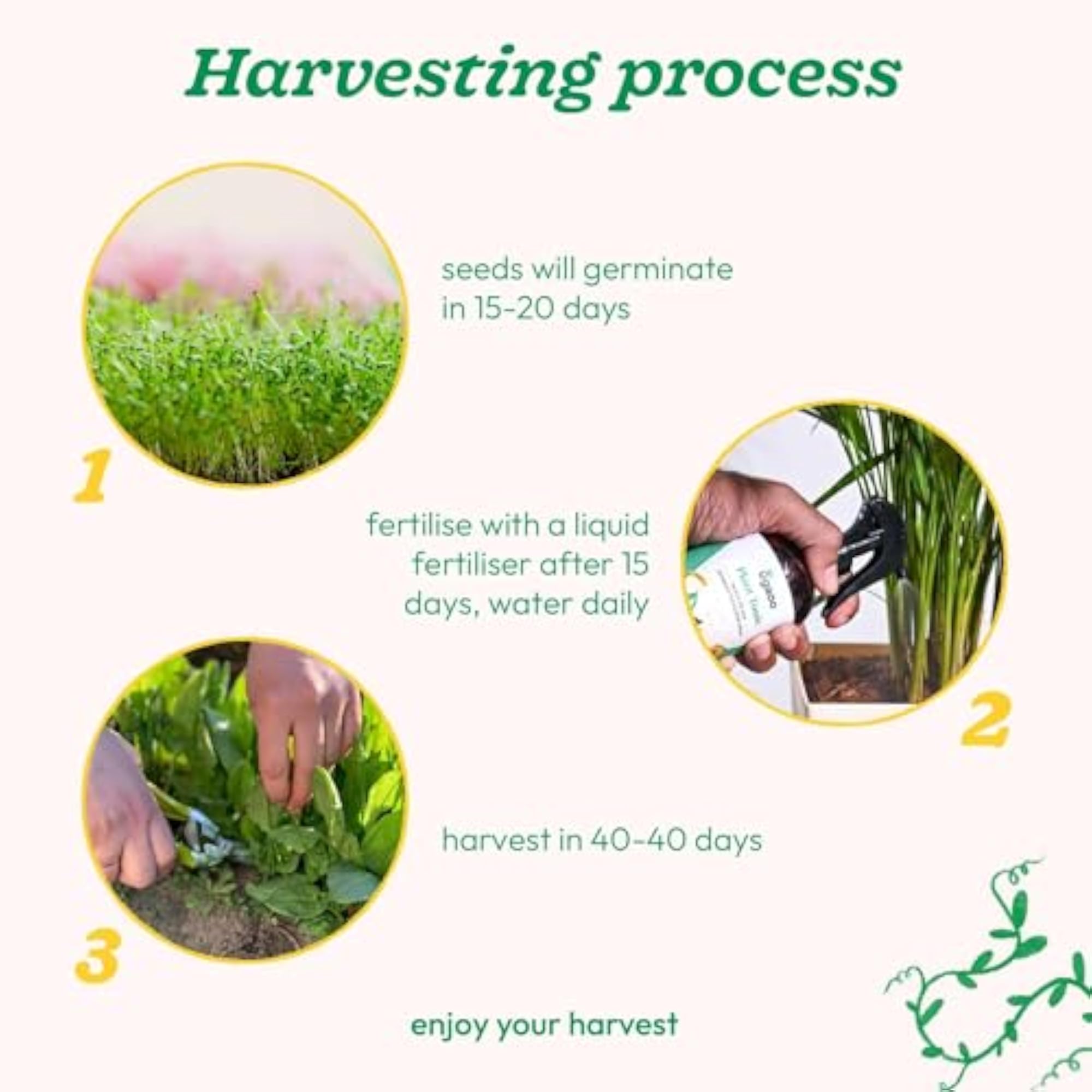 Indian Greens Vegetable Seeds Combo for Home Garden