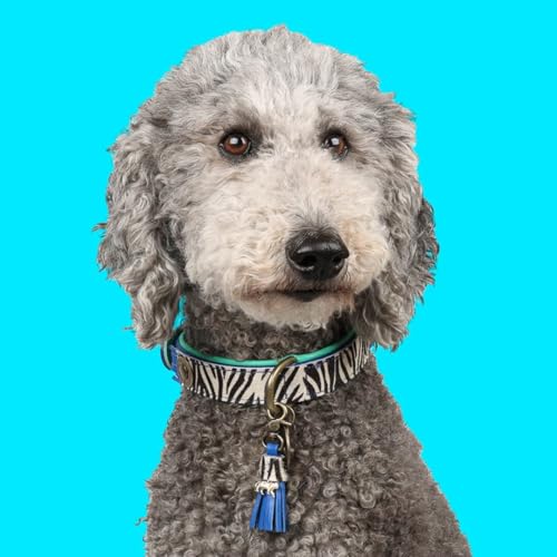 DWAM Dog with a Mission - Hundehalsband - Verstellbar - Weichem Leder – Tierdruck - Zebra – M – Leder – Halsumfang zwischen 32–39 x 2,5 cm – Dandy