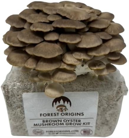 Forest Origins Brown Oyster Mushroom Grow Kit, Beginner Friendly & Easy to Use, Grows in 10 Days | Handmade in California, USA | Top Gardening Gift, Holiday Gift & Unique Gift