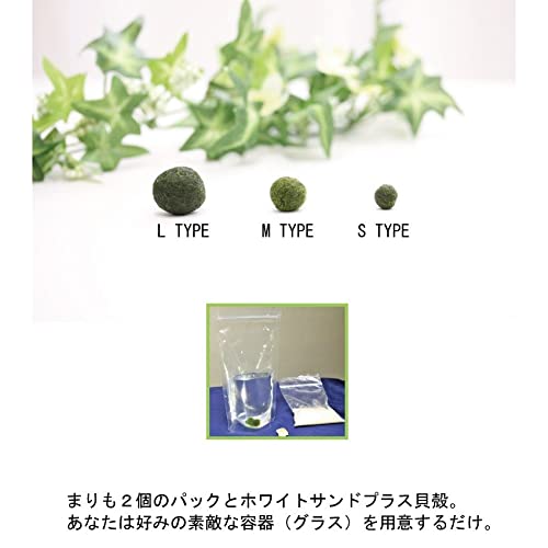 まりも S 3本 Amazon | レンプロ まりも3点セット M（標準） タイプ 光る石付き 全国