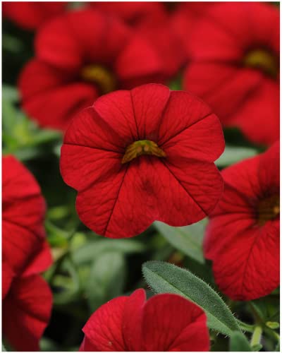 Garden Ready Calibrachoa Red Flowers – Delivered in 3 x 9cm Recyclable Pots. They are Not Seeds Or Fake. These are Real, Growing, Living, British Grown, Young Plants That Will Produce Real Blooms