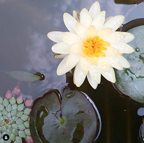 image for Taali White Cheddar Water Lily Pops (10-Pack) - Buttery Rich American 