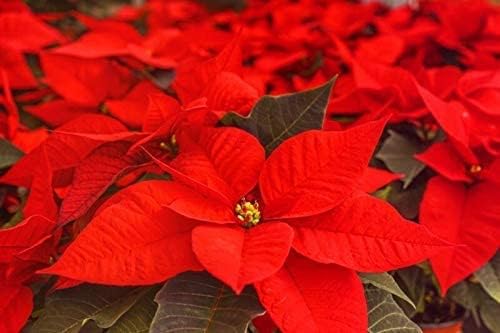 Miniatura 3 de 100pcs Poinsettia biji, Euphorbia pulcherrima Semillas de planta