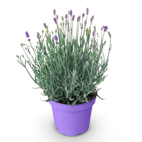 GreenboutiQ - Plante de jardin - Lavandula angustifolia Munstead - Lavande - Résistante à l'hiver - Violet - 1 Plante - Pot 12cm - Hauteur 15-25cm
