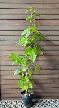 モミジバフウ　アメリカフウ　8株まとめ モミジバフウの見分け方 - 関西造園土木株式会社