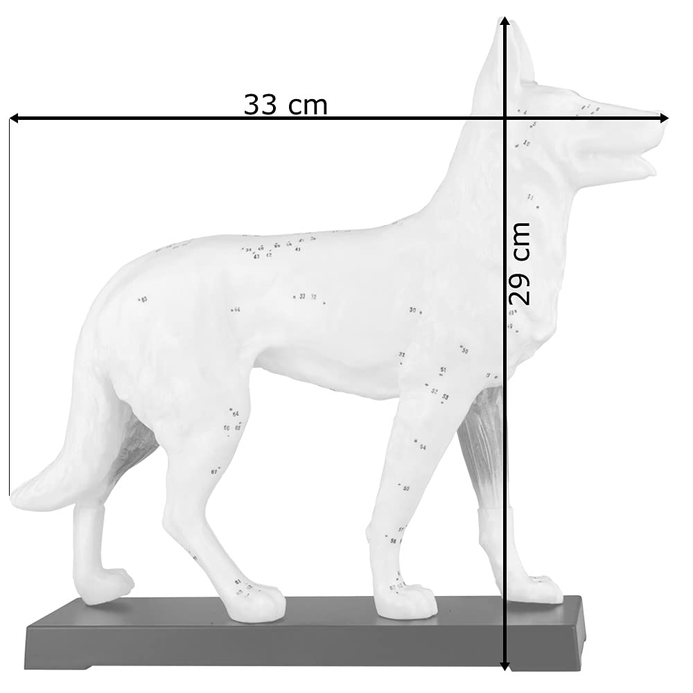 Acupuncture Anatomie Figure TCM Modèle Acupuncture Modèle Sélection Animal Chien Boeuf Cochon Cheval Chat Muscle Modèle, Modèle Animal:Chien