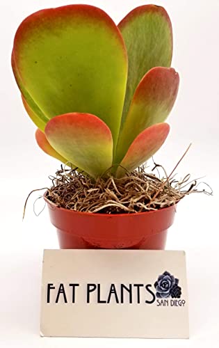 Fat Plants San Diego Succulent Plant(S) Fully Rooted In 4 Inch Planter Pots With Soil - Real Live Potted Succulents / Unique Indoor Cactus Decor (1, Kalanchoe Thrisiflora) #TOP1