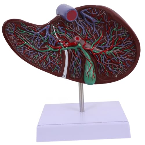 Modèle anatomique humain pour enseignement et affichage avec base médicale