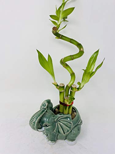 Jm Bamboo Lucky Bamboo - Indoor House Plant Bring Good Luck And Elephant Vase Good Feng Shui thumb #1