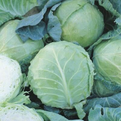 Buy4seeds 400 Seeds Cabbage Holland Late Winter Vegetable Easy to Grow