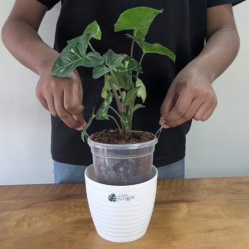 Image of LittleJungle Syngonium (Panda Galaxy Hybrid) - Live Plant with 5.5 Inches White Decor Pot | Indoor Plants For Home | Office Desk | Air Purifying Plant | Live Plant With Pot For Home Decor |