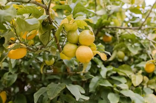 Image of Live Hybrid Kagzi Lemon Tree Plant | Grows Year-Round | Perfect for Home & Terrace Gardening